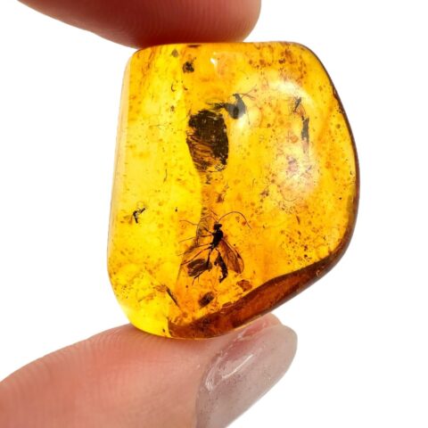 Hmyz v jantaru 3,8g – Litva
