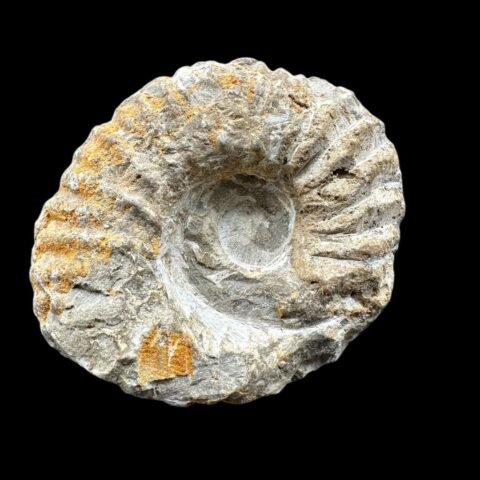 Amonit 7,4cm – Maroko