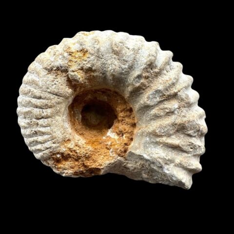 Amonit 6cm – Maroko