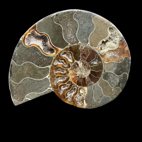 Amonit Cleoniceras besairiei (leštěná půlka) 12,5cm – Madagaskar