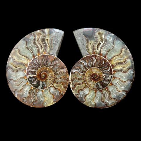 Amonit Cleoniceras besairiei (leštěný pár) 14,1cm a 14,4cm – Madagaskar