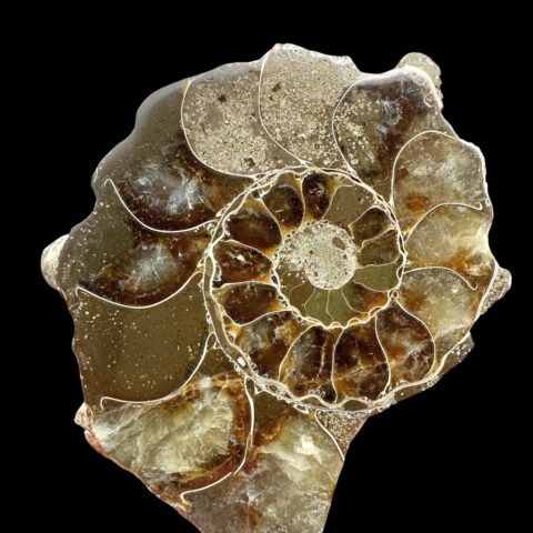 Amonit Cleoniceras besairiei (leštěná půlka) 7,7cm – Madagaskar