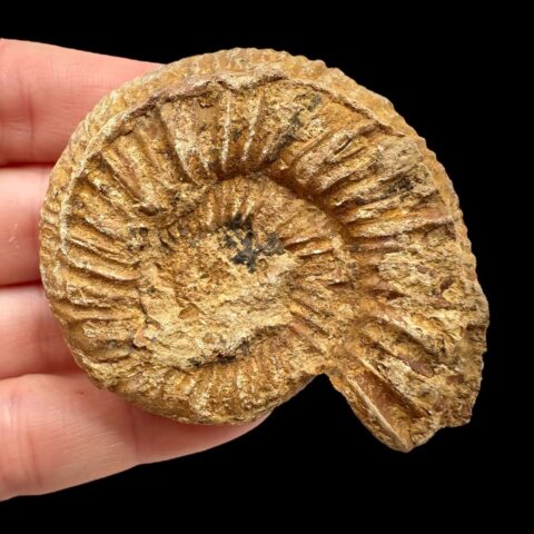 Amonit 5,9cm – Madagaskar
