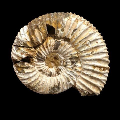 Amonit 4,9cm – Madagaskar