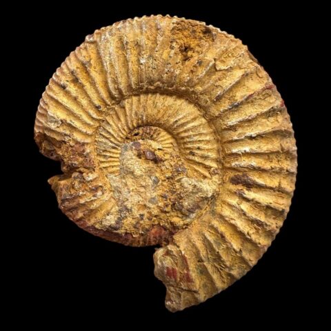 Amonit 4,7cm – Madagaskar