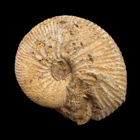 Amonit 4,8cm – Madagaskar