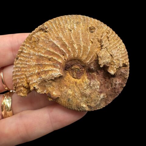 Amonit 5,9cm – Madagaskar