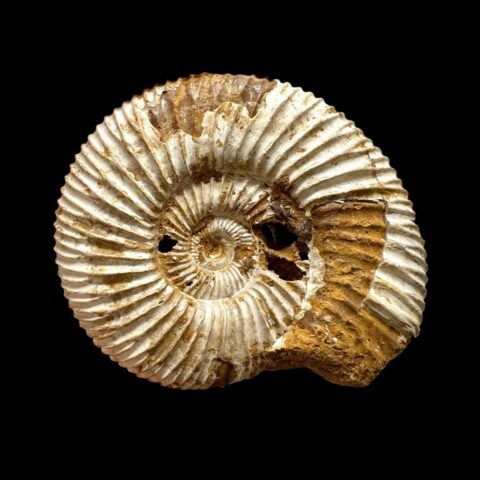 Amonit 6cm – Madagaskar