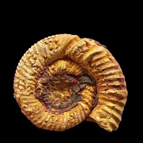 Amonit 4,5cm – Madagaskar