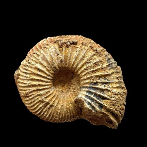 Amonit 5,7cm – Madagaskar