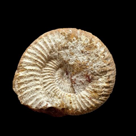 Amonit 5,1cm – Madagaskar
