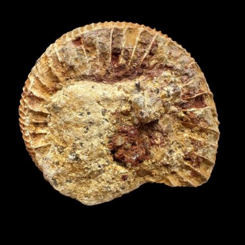 Amonit 5,3cm – Madagaskar