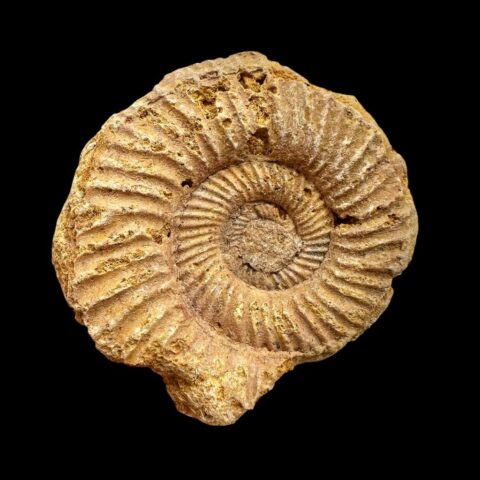 Amonit 4cm – Madagaskar