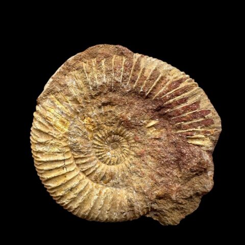 Amonit 5,6cm – Madagaskar