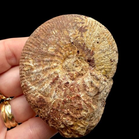 Amonit 6,5cm – Madagaskar