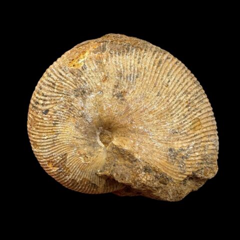 Amonit 4,7cm – Madagaskar