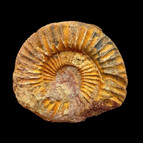 Amonit 6cm – Madagaskar