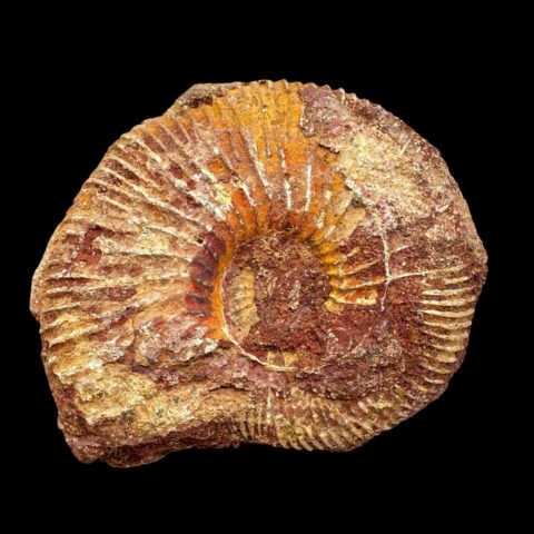 Amonit 7,3cm – Madagaskar