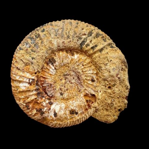 Amonit 5,8cm – Madagaskar