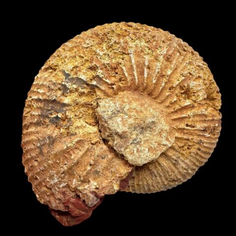 Amonit 7,8cm – Madagaskar
