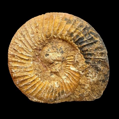 Amonit 6,7cm – Madagaskar