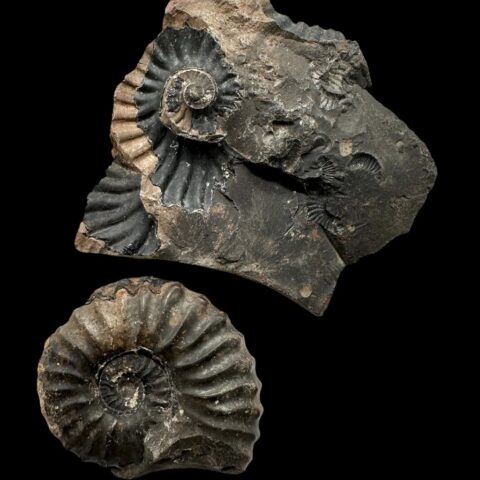 Amonit 9,7cm – Muzo, Kolumbie