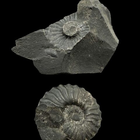 Amonit 7,7cm – Muzo, Kolumbie