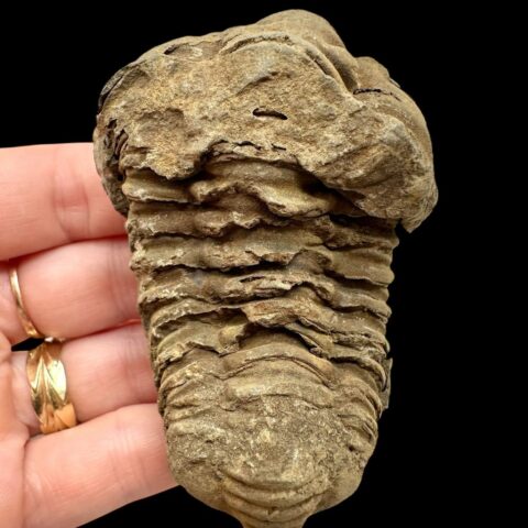 Trilobit 7,6cm – Velký Atlas, Maroko