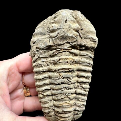 Trilobit – Velký Atlas, Maroko