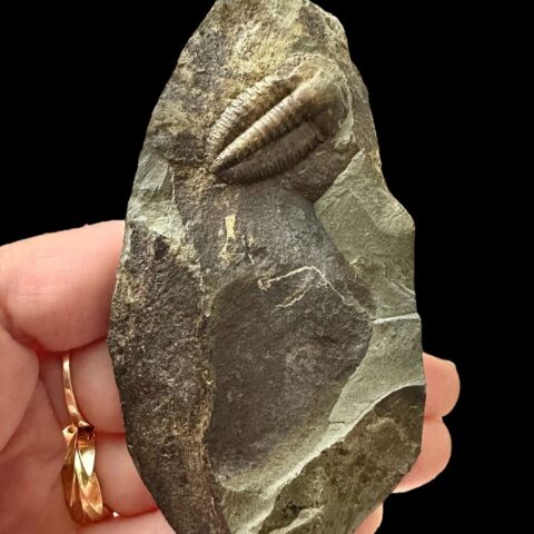 Trilobit Ellipsocephalus hoffi – Jince, ČR