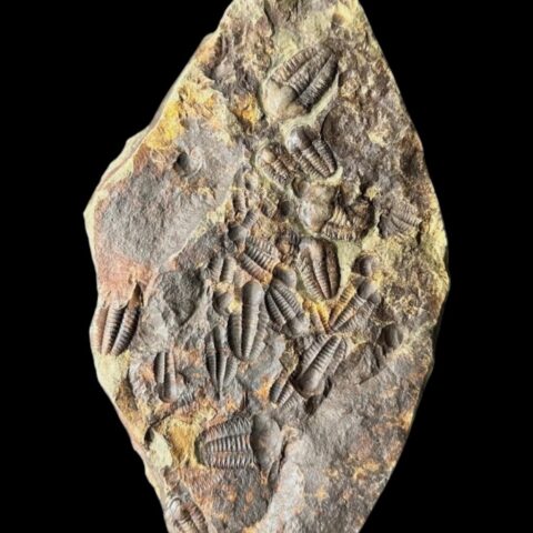 Trilobit Ellipsocephalus hoffi – Jince, ČR