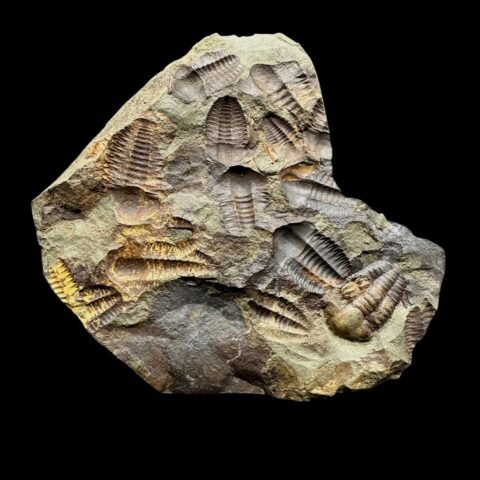 Trilobit Ellipsocephalus hoffi – Jince, ČR