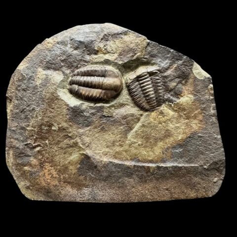 Trilobit Ellipsocephalus hoffi – Jince, ČR