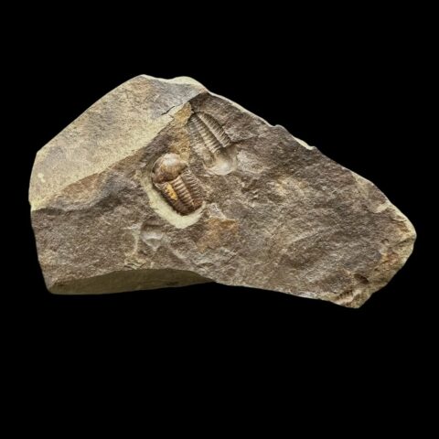 Trilobit Ellipsocephalus hoffi – Jince, ČR