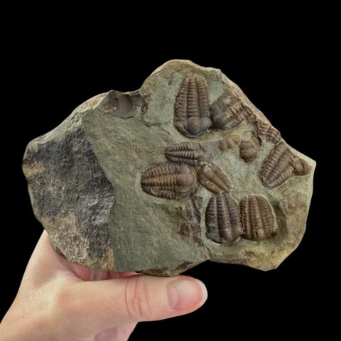 Trilobit Ellipsocephalus hoffi – Jince, ČR