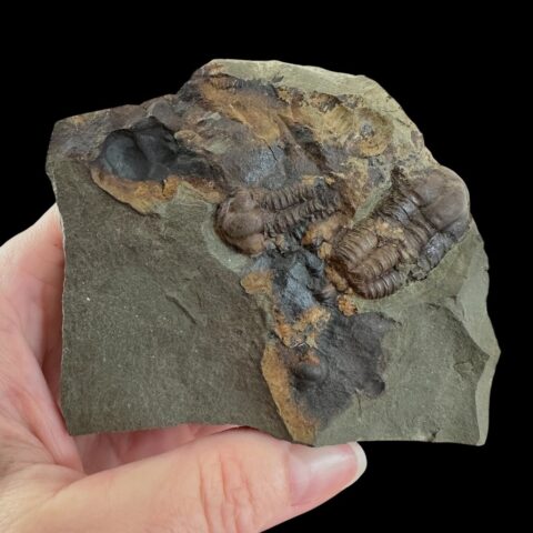 Trilobit Ellipsocephalus hoffi – Jince, ČR