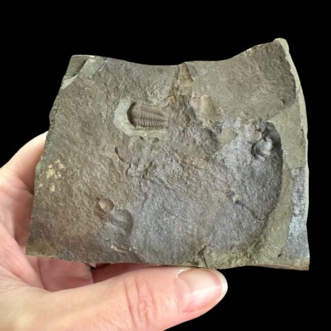 Trilobit Ellipsocephalus hoffi – Jince, ČR