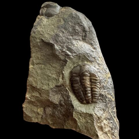 Trilobit Ellipsocephalus hoffi – Jince, ČR