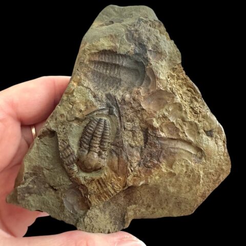 Trilobit Ellipsocephalus hoffi – Jince, ČR