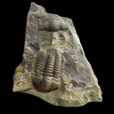 Trilobit Ellipsocephalus hoffi – Jince, ČR