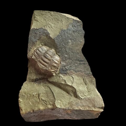 Trilobit Ellipsocephalus hoffi – Jince, ČR