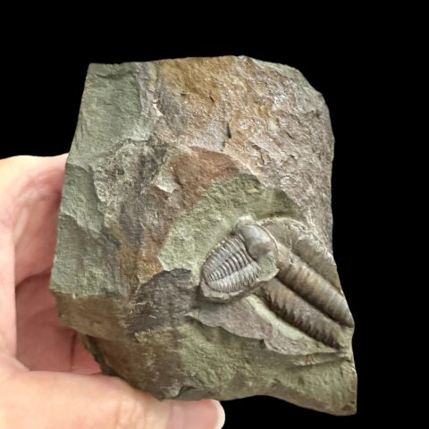 Trilobit Ellipsocephalus hoffi – Jince, ČR