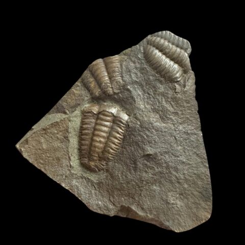Trilobit Ellipsocephalus hoffi – Jince, ČR