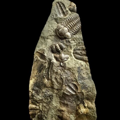 Trilobit Ellipsocephalus hoffi – Jince, ČR