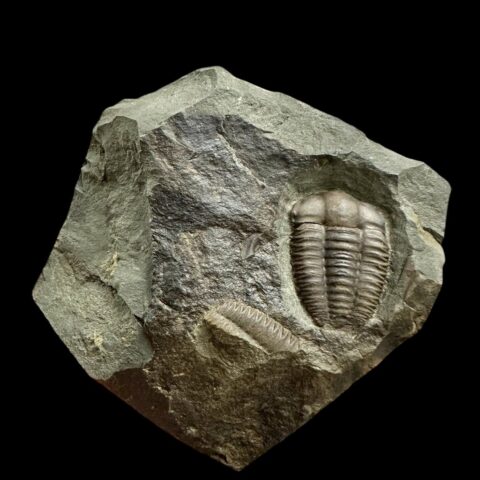Trilobit Ellipsocephalus hoffi – Jince, ČR