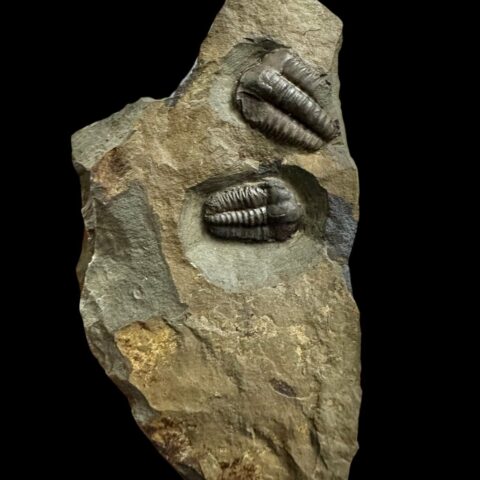 Trilobit Ellipsocephalus hoffi – Jince, ČR