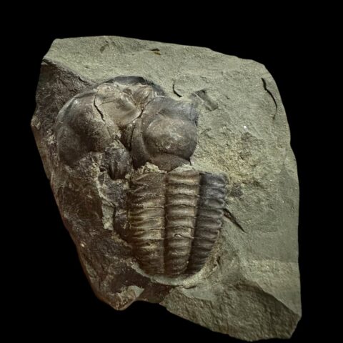 Trilobit Ellipsocephalus hoffi – Jince, ČR