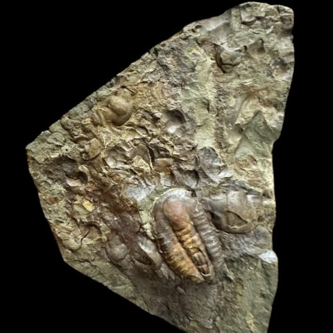 Trilobit Ellipsocephalus hoffi – Jince, ČR