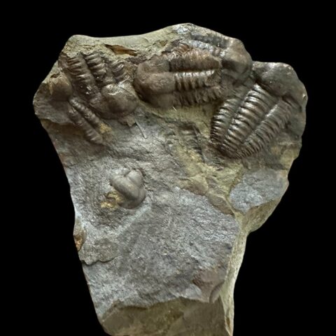 Trilobit Ellipsocephalus hoffi – Jince, ČR