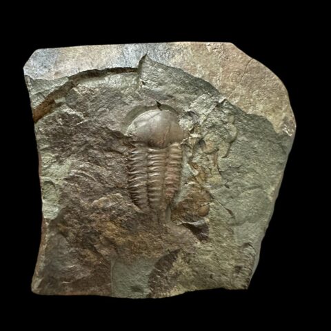 Trilobit Ellipsocephalus hoffi – Jince, ČR